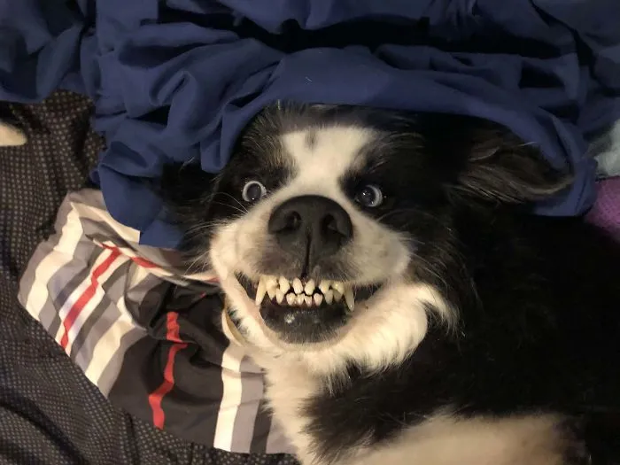 Esta comunidad online comparte las fotos más divertidas de perros enseñando los dientes (30 imágenes)