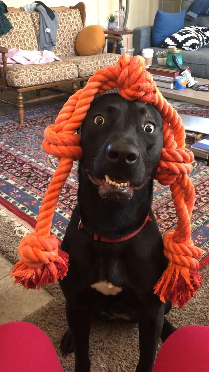 This Online Community Shares The Silliest Dog Photos Where Their Teeth Are Visible In A Funny Way (30 Pics)