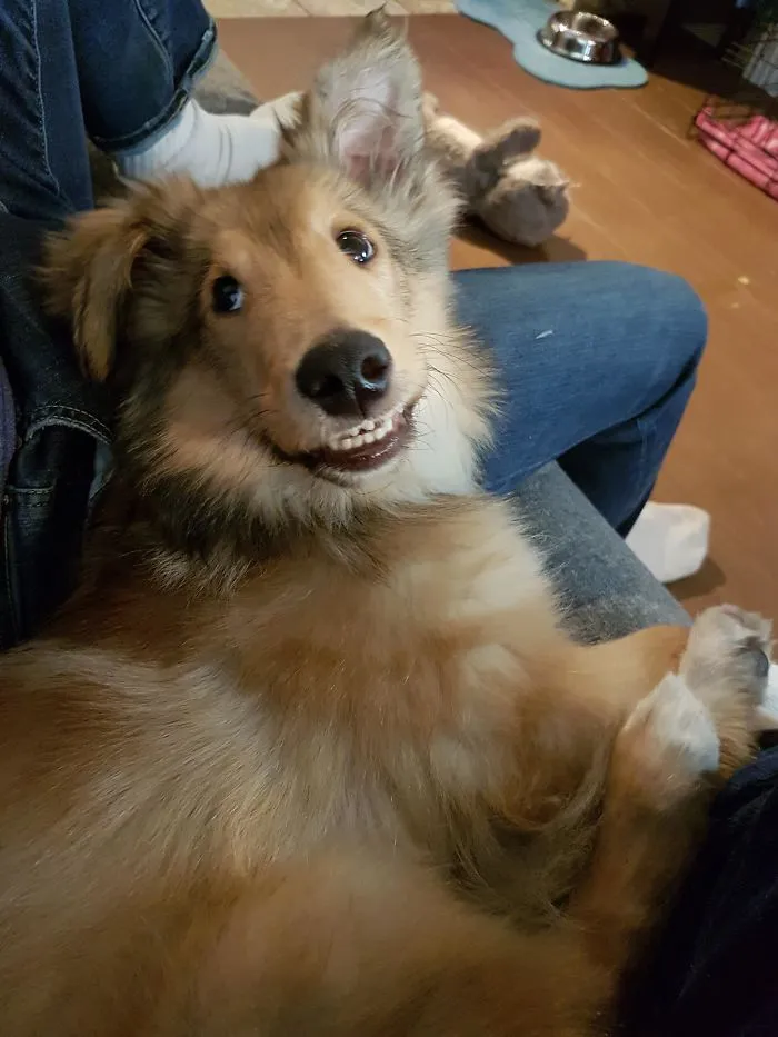 Esta comunidad online comparte las fotos más divertidas de perros enseñando los dientes (30 imágenes)