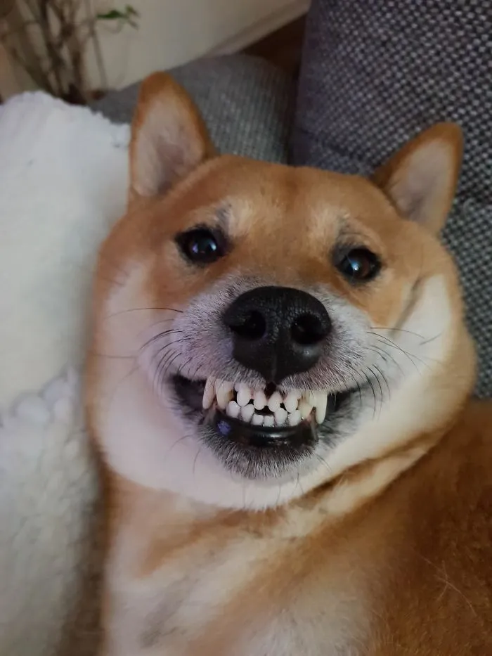 This Online Community Shares The Silliest Dog Photos Where Their Teeth Are Visible In A Funny Way (30 Pics)