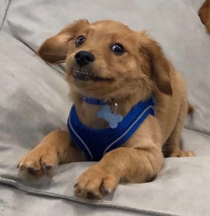 This Online Community Shares The Silliest Dog Photos Where Their Teeth Are Visible In A Funny Way (30 Pics)