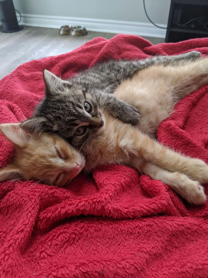 First Time Cat Owner. I Used To Think I Was A Dog Person, But I Think I May Have Been Wrong
