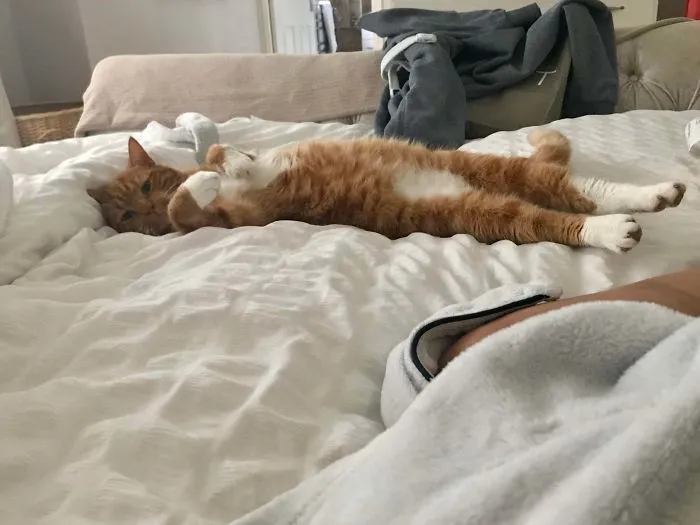 Mr Tiggs sintiéndose muy cómodo en su nuevo hogar