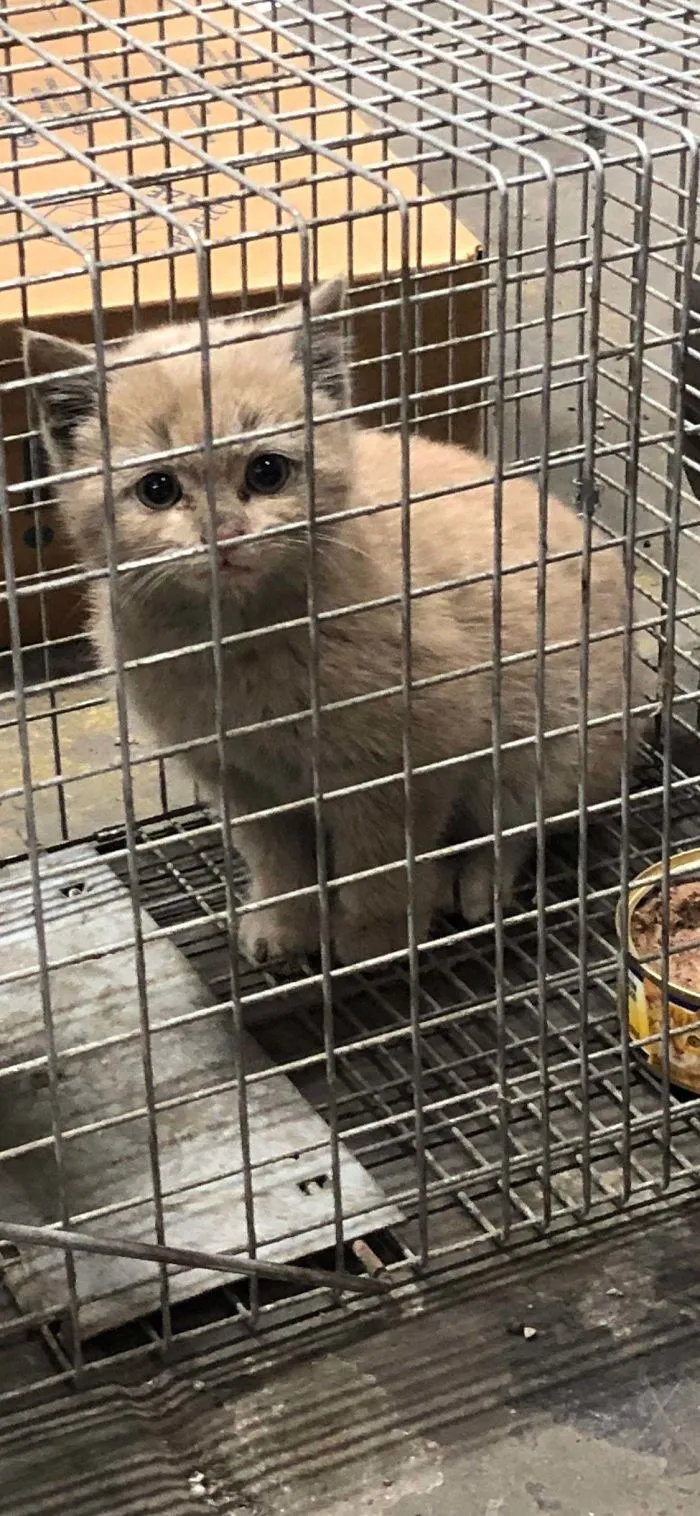 Atrapé a este gatito silvestre para salvarlo del exterminador, y ahora es feliz en mi casa