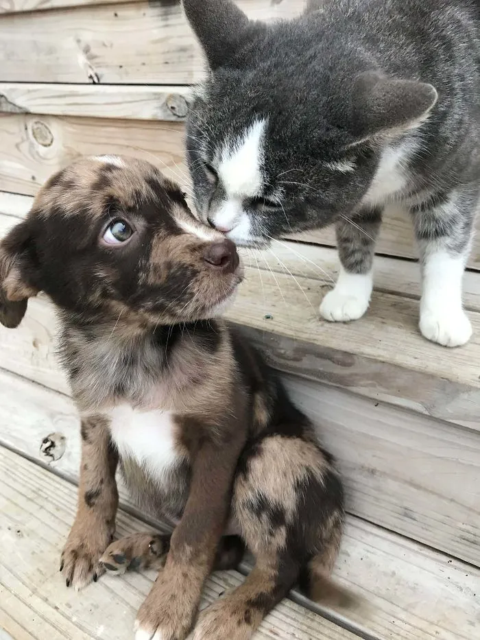My Rescue Cat Assuring My Recently Adopted Pup That She Will Be All Right And Is Now In A Home Full Of Love