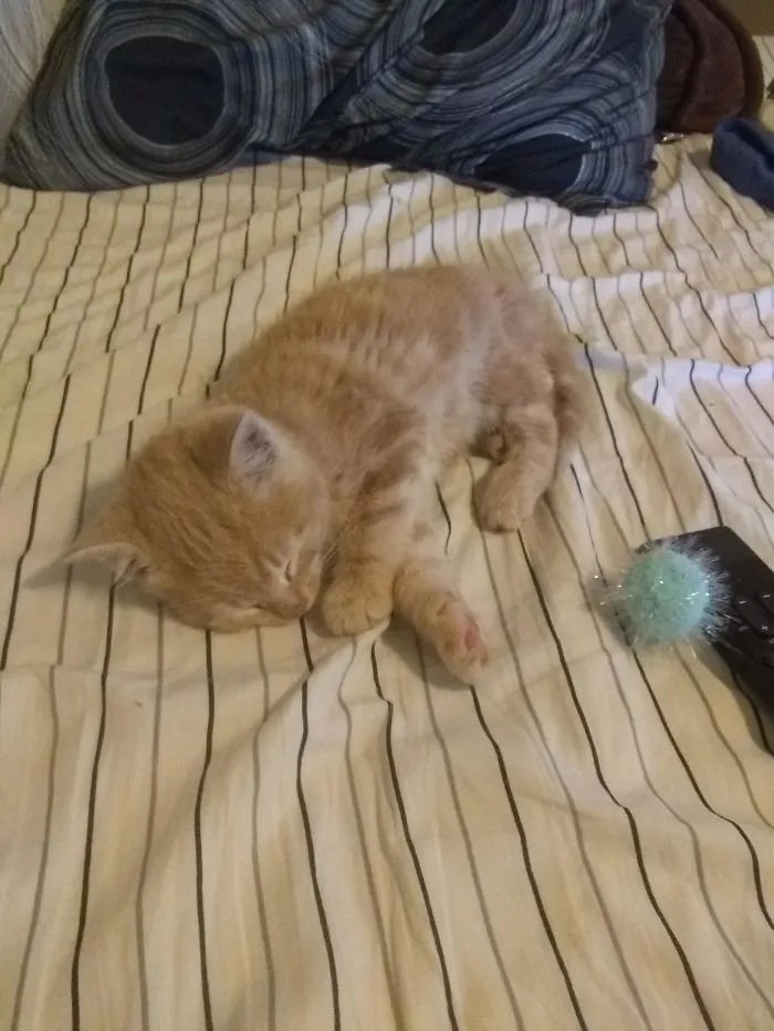 Butters era ayer un gato de la calle, hoy es el dueño de una cama enorme