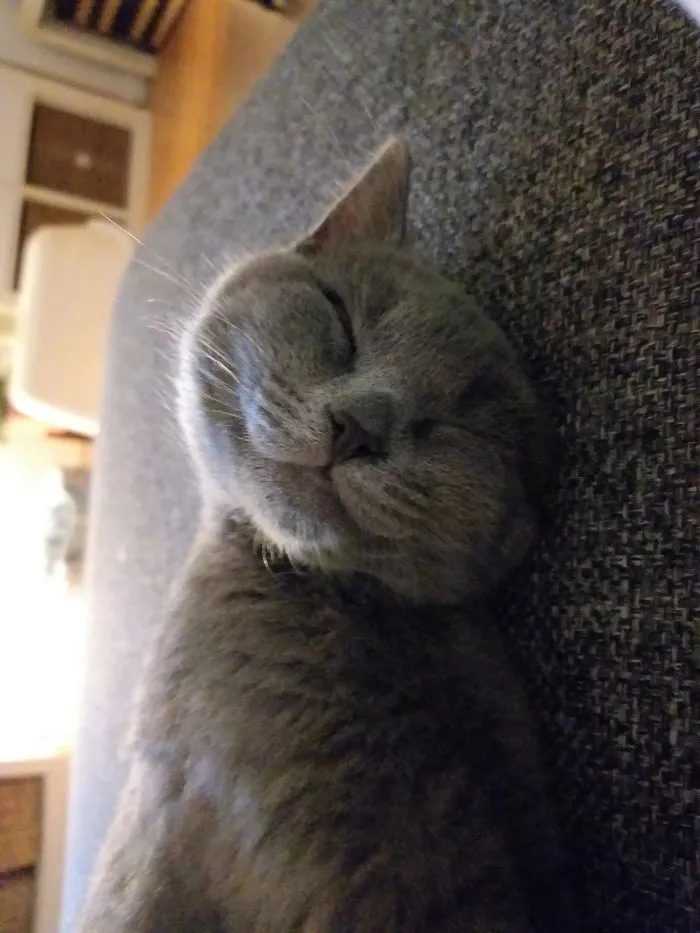 Adopted Him Last Week From A Shelter. I Think He's Happy About It