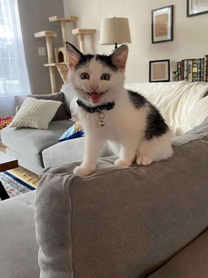 Jack, el nuevo miembro de la familia