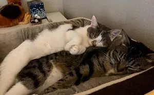 40 Most Wholesome Rescue Pet Photos Of The Month