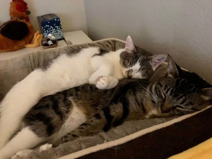 Iba a adoptar a una, pero mi hija me suplicó que llevara a las 2