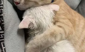 40 Most Wholesome Rescue Pet Photos Of The Month