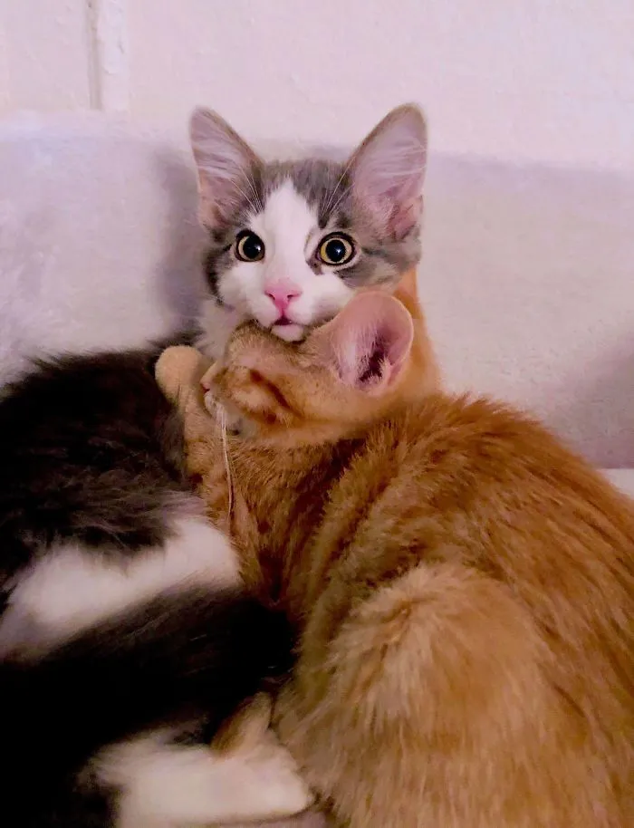 2 gatitos rescatados de distintas camadas. Parece que se llevan bien
