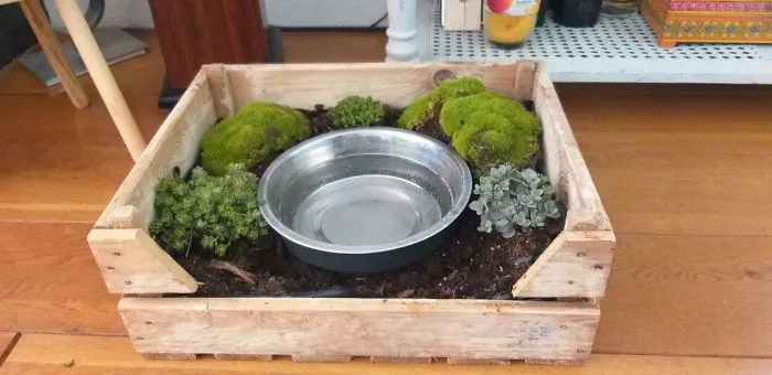 Mi perro siempre salpica todo cuando bebe, ahora su bebedero es un jardín de musgo