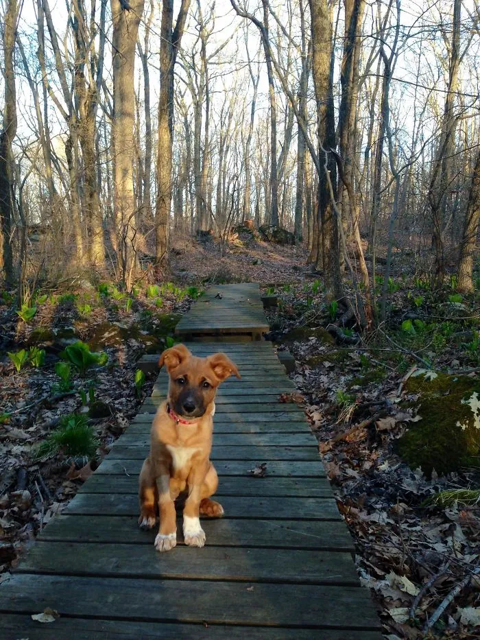Primer paseo con nuestro perro rescatado, Beau
