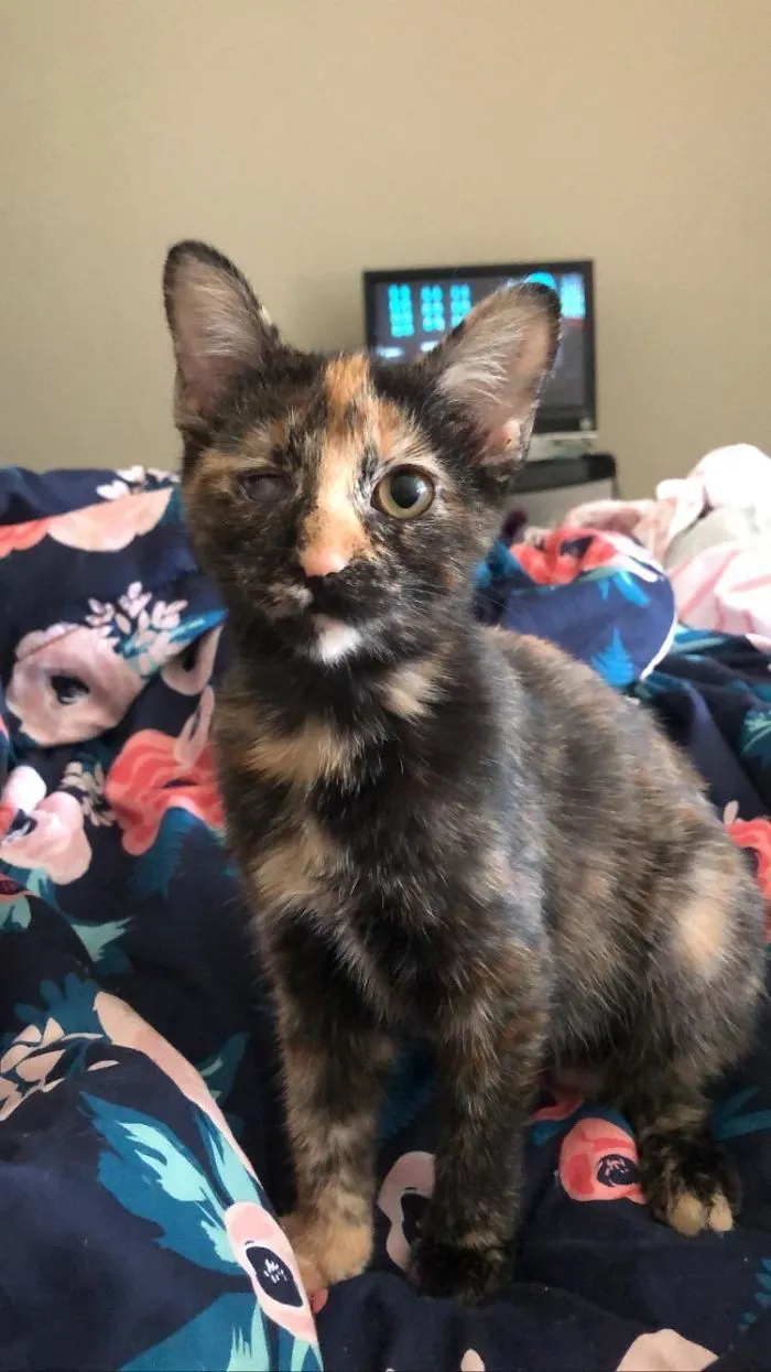 Nuestro gatito rescatado con un solo ojo