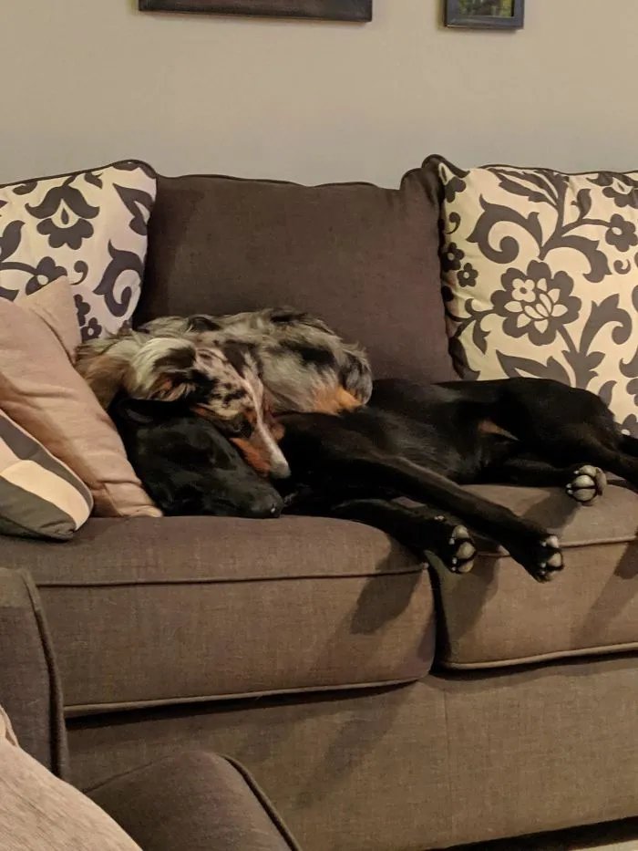 We Rescued A Terrified Australian Shepherd As A Friend For Our Dog. Now He Doesn't Leave His Side.