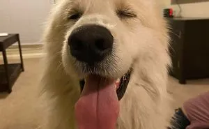 40 Most Wholesome Rescue Pet Photos Of The Month