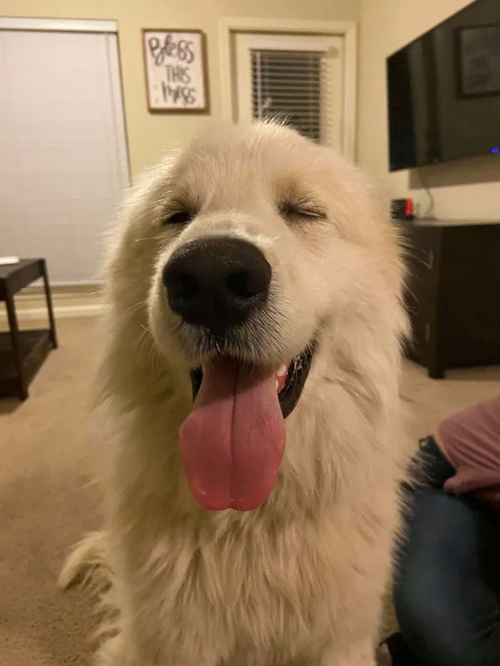 Adopted This Sweet Boy Yesterday And Couldn’t Be Happier! His Name Is Moose.