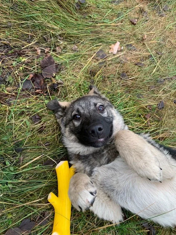 Adopted This Guy A Week Ago. Was Scared Of Everything, But Decided To Trust Me. Four Days Later, And He Is A Very Good Boy With His Very First Own Squeaky Toy