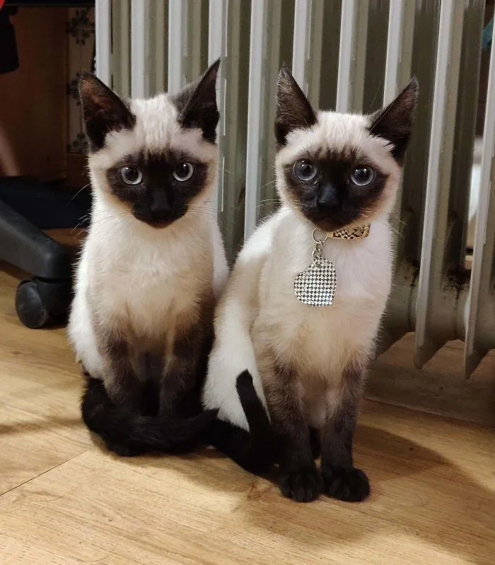 Mi amigo ha adoptado a estos gatitos hermanos