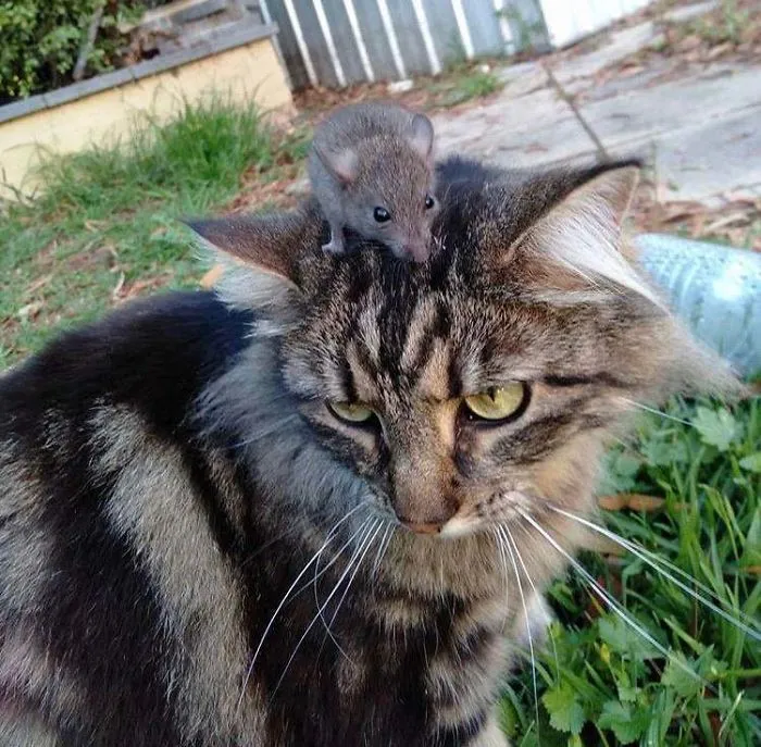 Nuestra gata adoptada, Luna, con un ratón silvestre en la cabeza