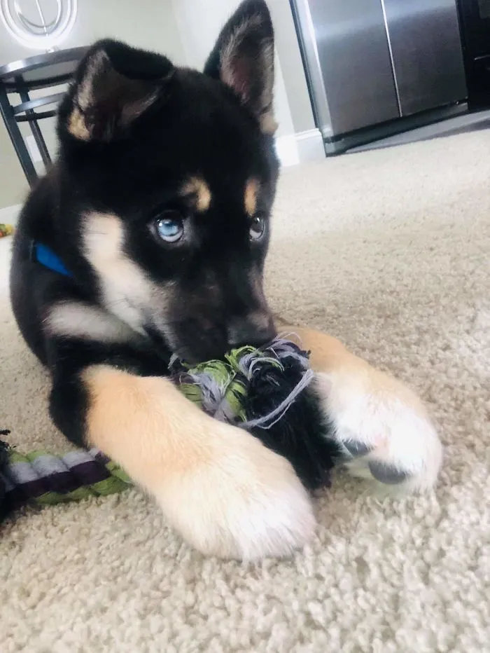 This Is Ruger. We Rescued Him In August. He Was Found In A Box On The Side Of The Road. No Fault Of His Own. This Poor Boy Would Have Died. I Can't Even Think Of It Without Crying. He Is Now One Of Our Children And Will Never Go Anywhere Else.