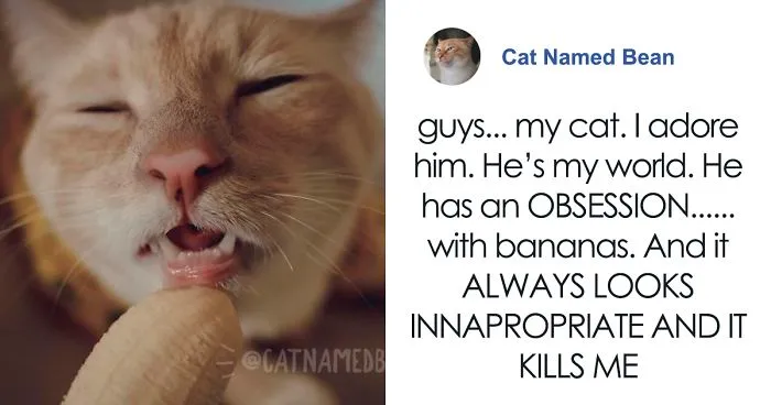 Cat Obsessed With Bananas Is Going Viral For How Inappropriate His Pics Look