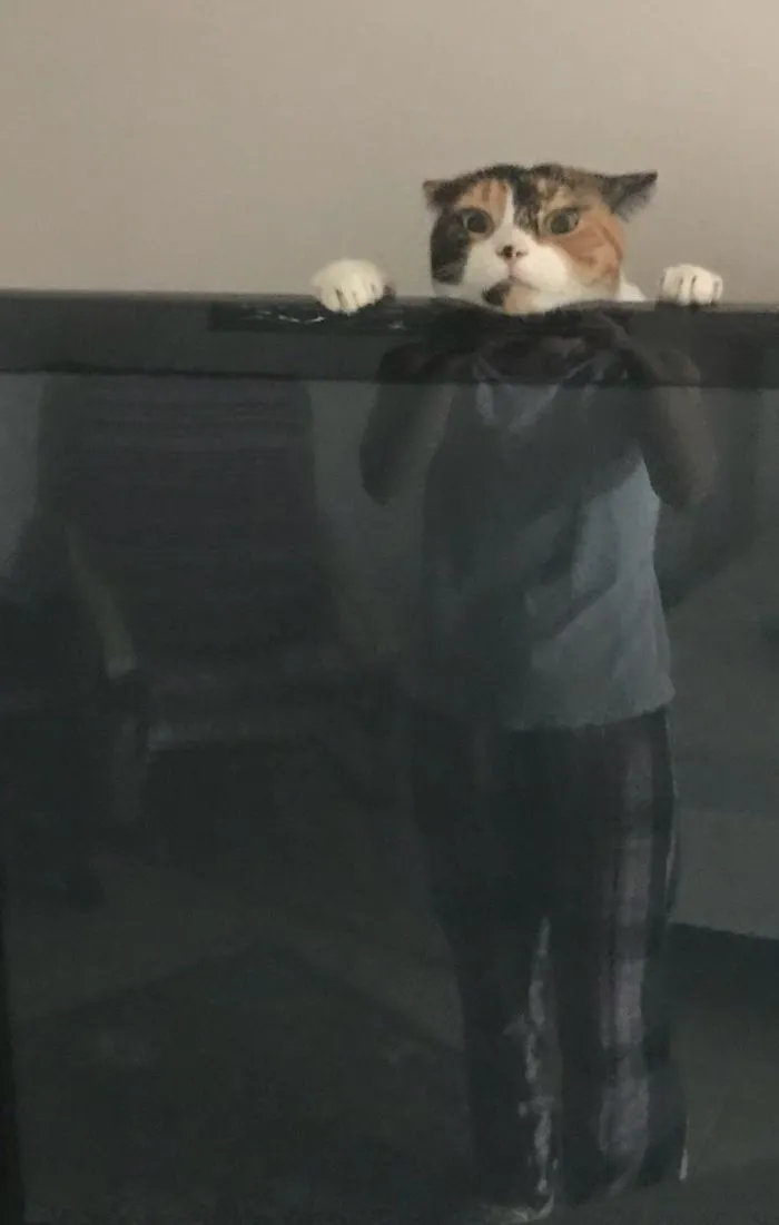 My Wife Just Texted Me This Picture Of Our Cat Playing Behind The TV
