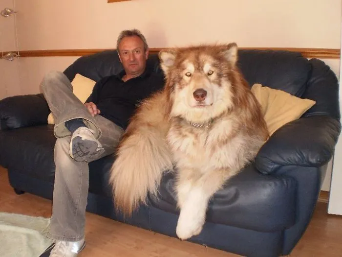 As I Keep Seeing Big Dogs On Here, May I Present To You My Friend's Alaskan Malamute, Gibson