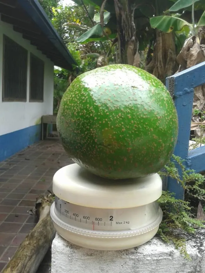 Aguacate de casi 2 kilos que ha cultivado mi abuela