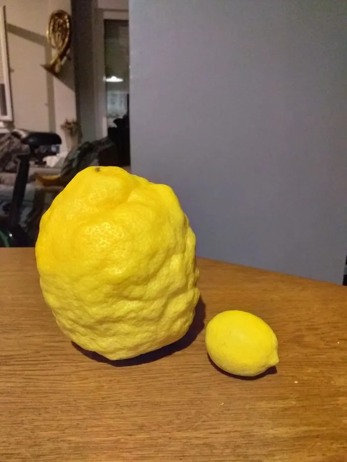 This Absolute Unit Of A Lemon My Girlfriend Grew (Regular Sized Lemon For Reference)