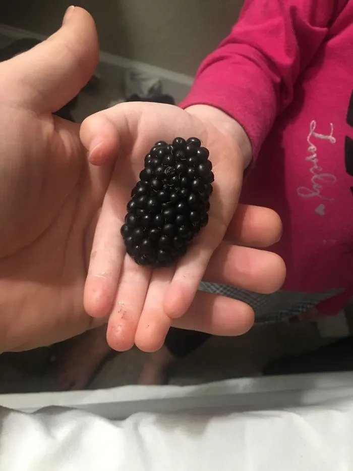 Mi hija ha encontrado la mora más grande que haya visto