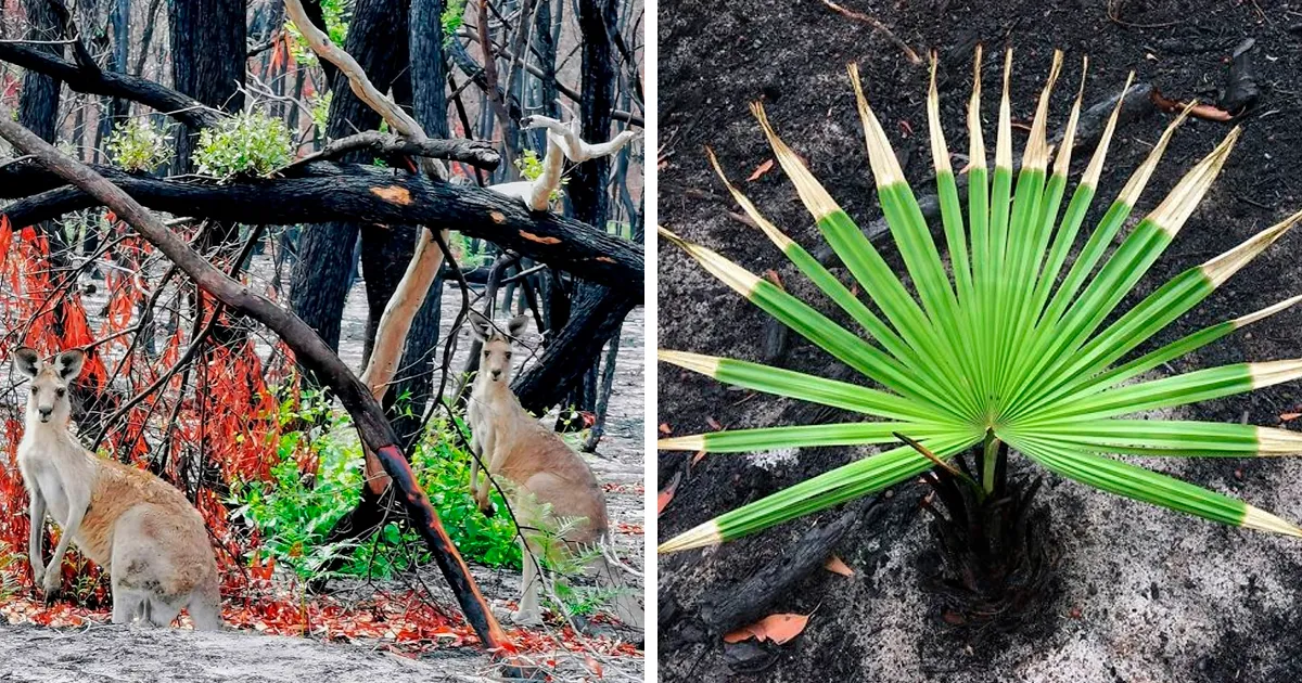 La vida vuelve lentamente a las abrasadas tierras australianas, y aquí hay 30 fotos esperanzadoras