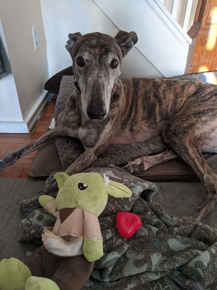 Mi perro rompió su juguete de Yoda y lo que sonaba dentro al apretarlo era un corazón