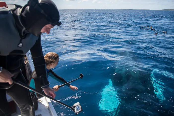 Our 13 Pics Of Humpback Whales Playing With Us In The Ocean