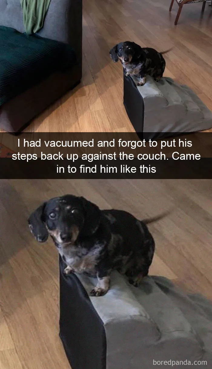 40 Funny And Cute Dog Snapchats That Will Hopefully Make Your Day