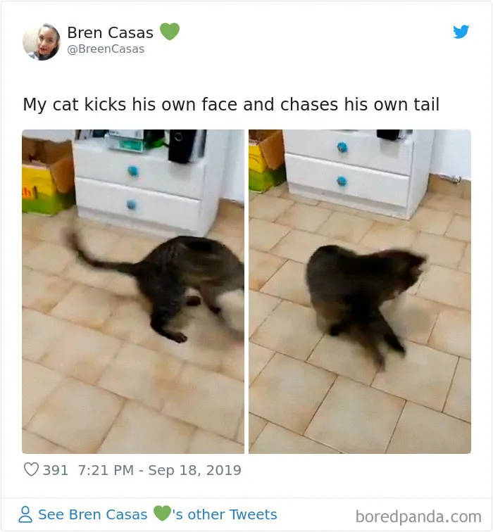 30 Weirdo Cats Get Exposed By Their Owners In A Funny Thread