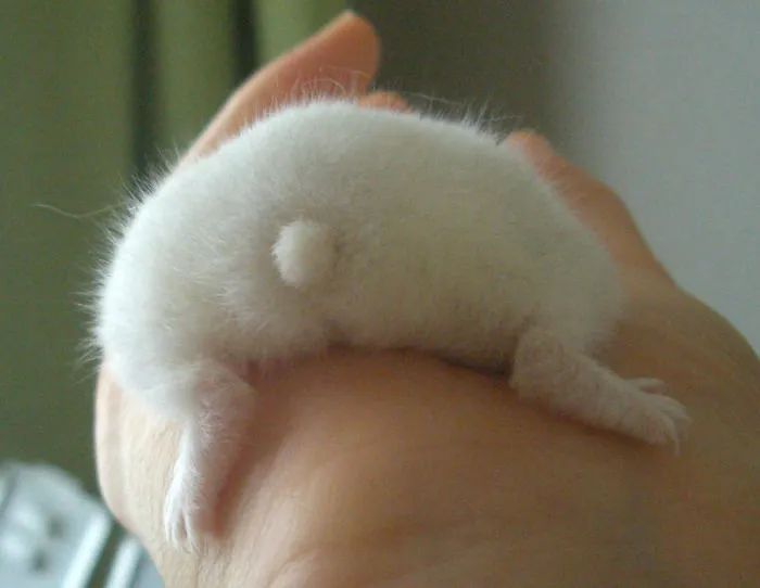 30 Hamster Butts To Add Cuteness To Your Day