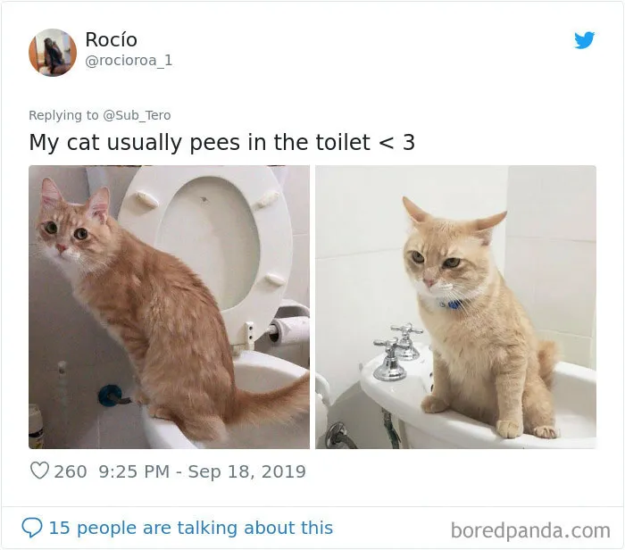30 Weirdo Cats Get Exposed By Their Owners In A Funny Thread