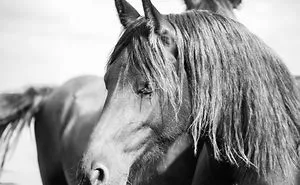 3 Crazy Facts About Horses