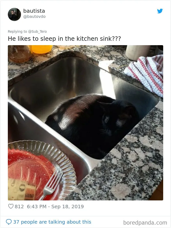 30 Weirdo Cats Get Exposed By Their Owners In A Funny Thread