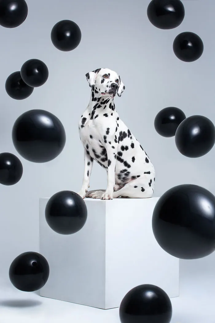 We Explore The Uniqueness Of Different Dog Breeds And Their Beautiful Personalities (17 New Pics)