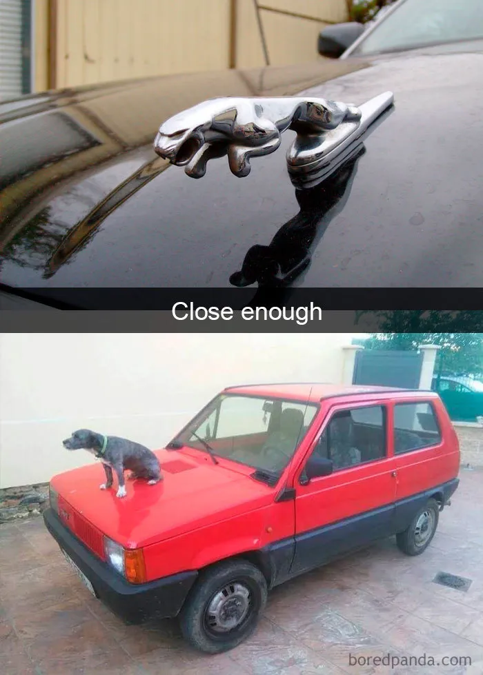 40 Funny And Cute Dog Snapchats That Will Hopefully Make Your Day