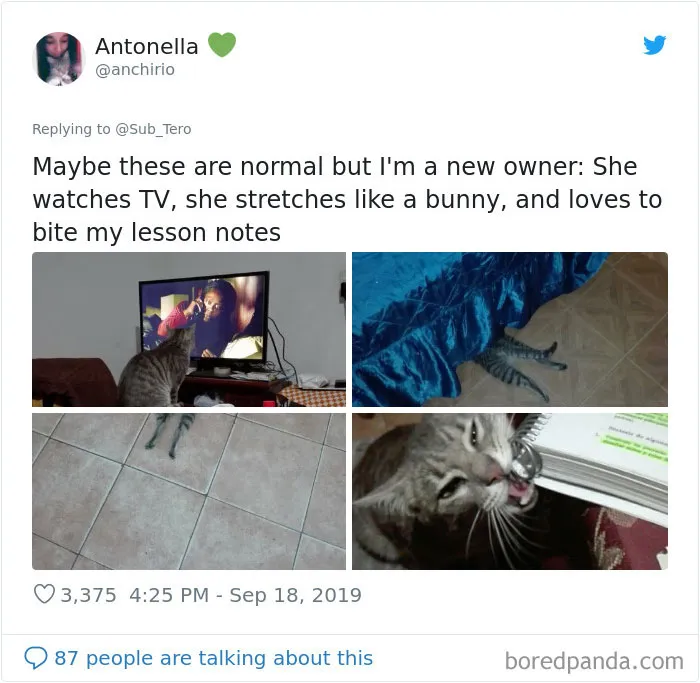 30 Weirdo Cats Get Exposed By Their Owners In A Funny Thread