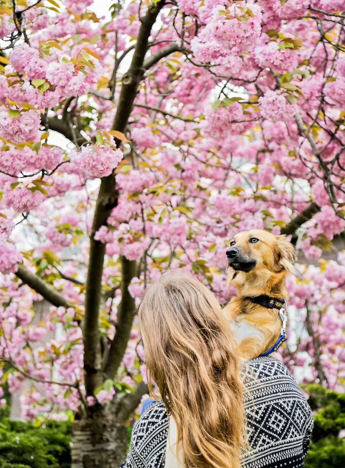 I Adopted Tofu, A Shelter Dog Who Is Often Too Scared To Walk, So I Carry Her Everywhere (30 Pics)
