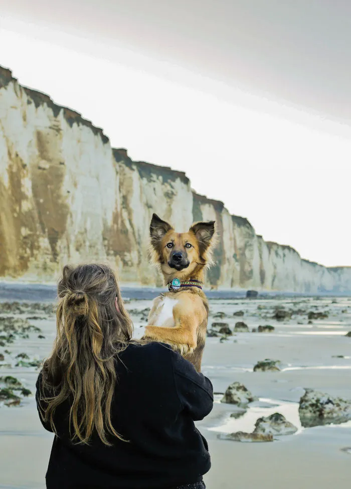 I Adopted Tofu, A Shelter Dog Who Is Often Too Scared To Walk, So I Carry Her Everywhere (30 Pics)