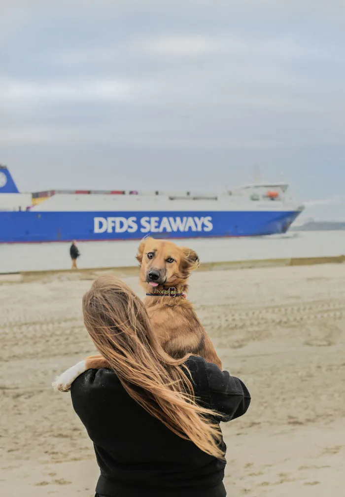 I Adopted Tofu, A Shelter Dog Who Is Often Too Scared To Walk, So I Carry Her Everywhere (30 Pics)