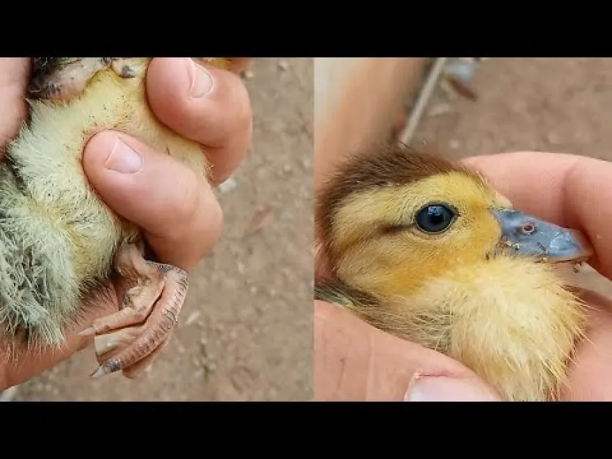 My Duck Has 13 Ducklings, But Unfortunately One Of Them Has A Leg Disability,