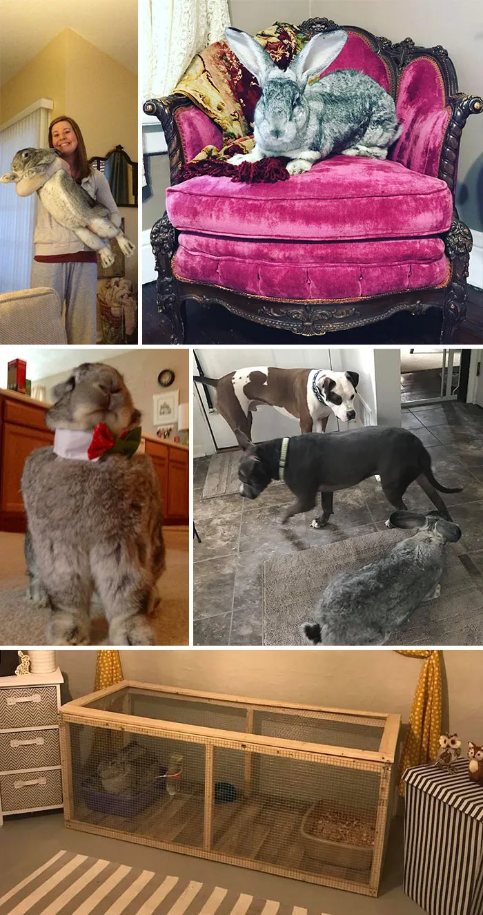 Silla victoriana para mi conejo gigante