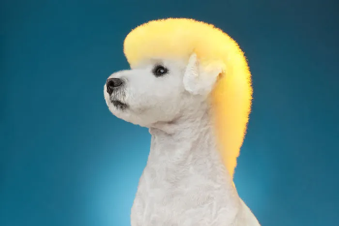 We Explore The Uniqueness Of Different Dog Breeds And Their Beautiful Personalities (17 New Pics)